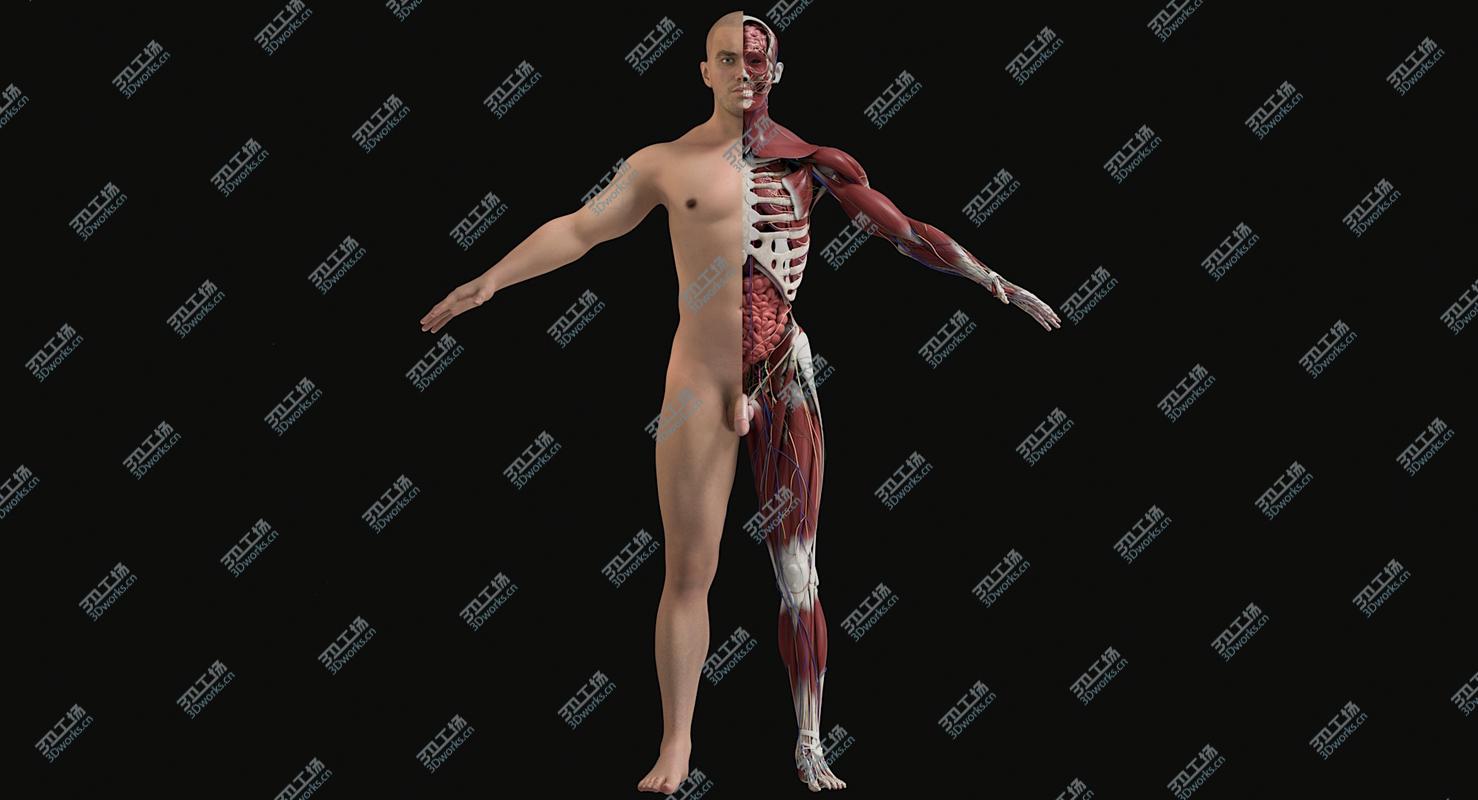 images/goods_img/20210113/3D Male Complete Anatomy/3.jpg